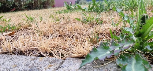 Rasenreparieren Winterthur - Impressionen unserer Arbeit